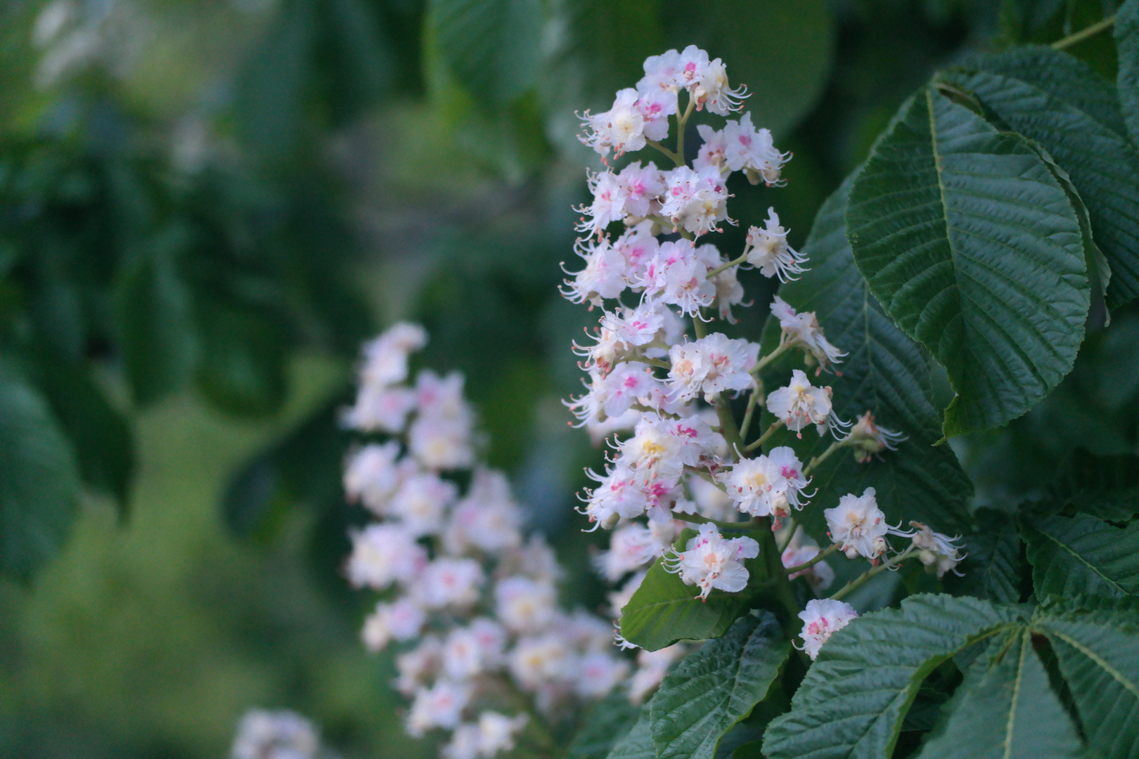 Weiße Blüte 