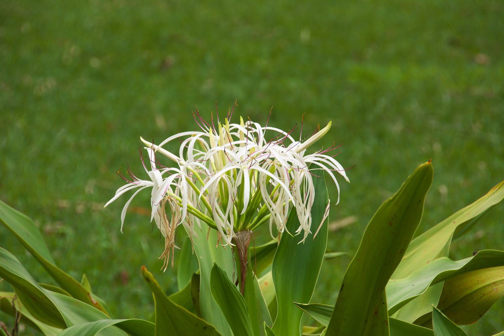 Weiße Blüte 