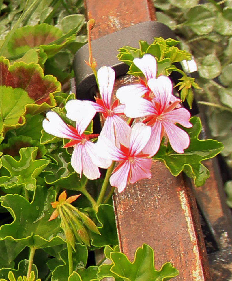 weisse Blüte