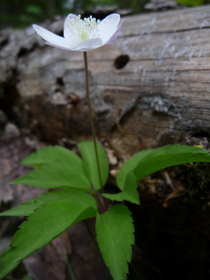 weisse blüte