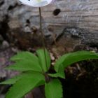 weisse blüte