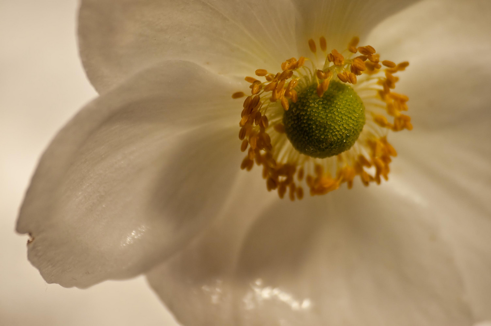 Weisse Blüte