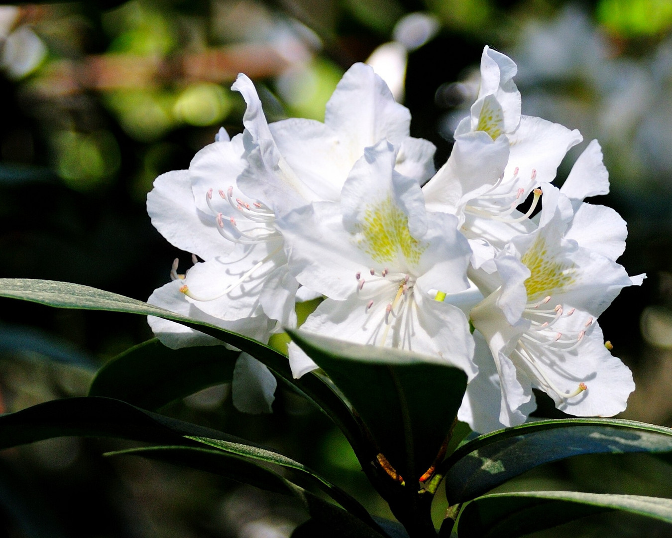 Weiße Blüte