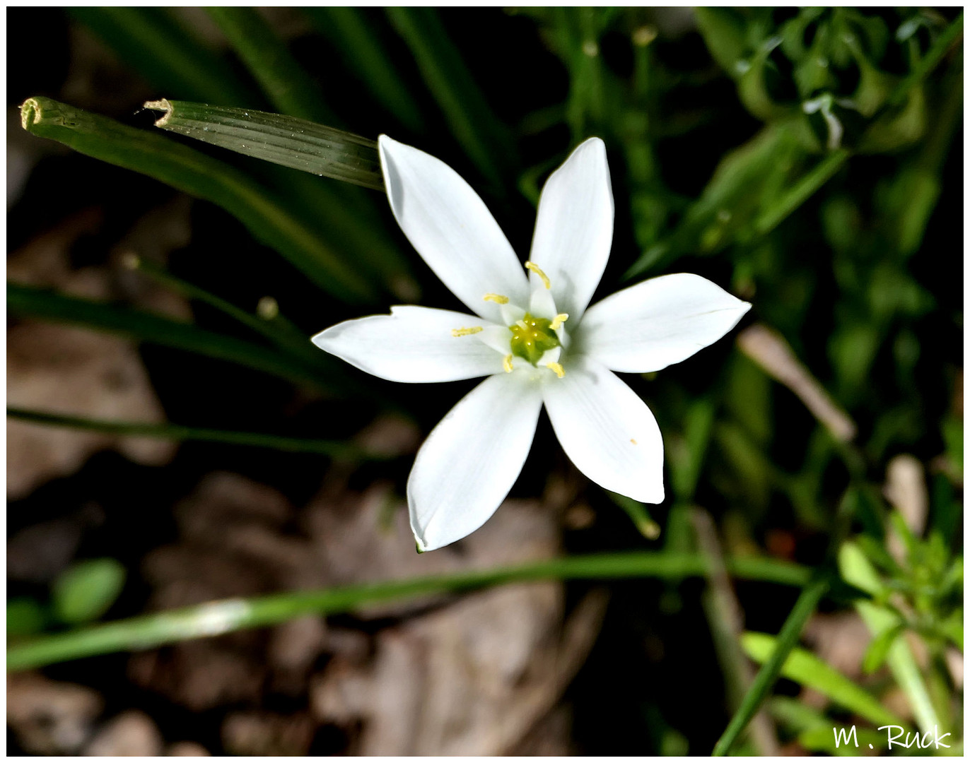 Weiße Blüte am Wegesrand Foto & Bild pflanzen, pilze & flechten