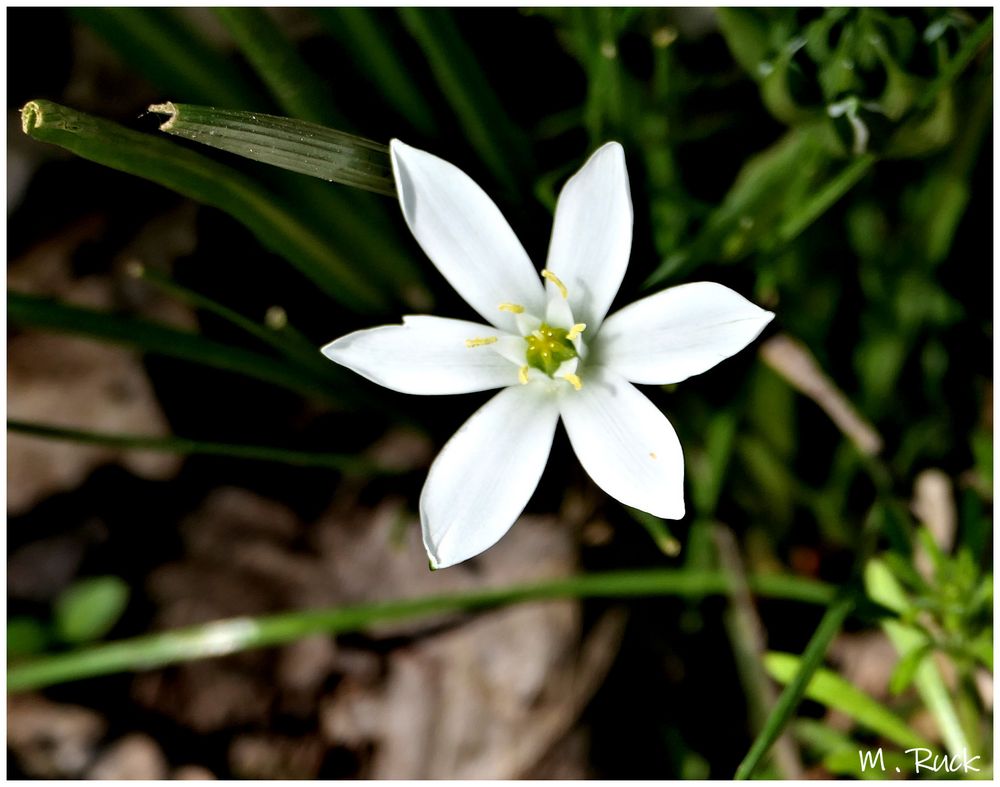 Weiße Blüte am Wegesrand Foto & Bild pflanzen, pilze & flechten