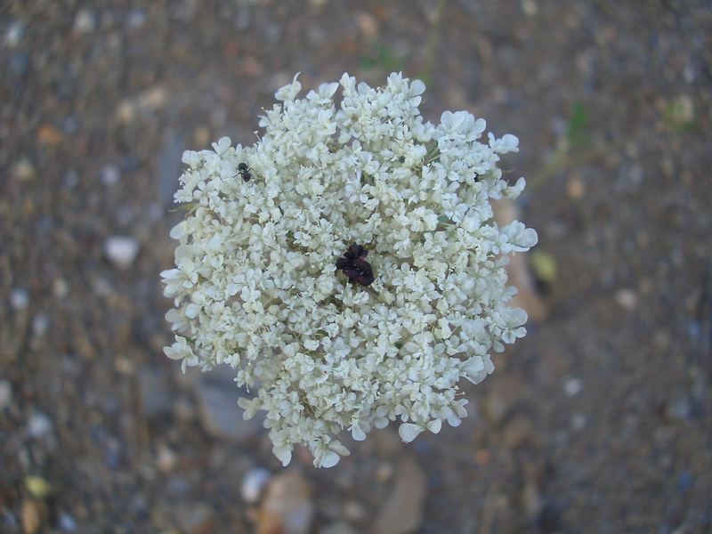 Weisse Blüte aus Andalusien