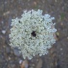 Weisse Blüte aus Andalusien