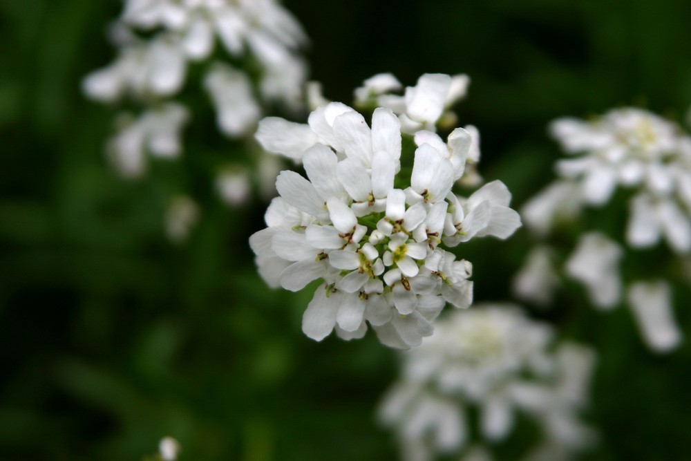 Weiße Blüte