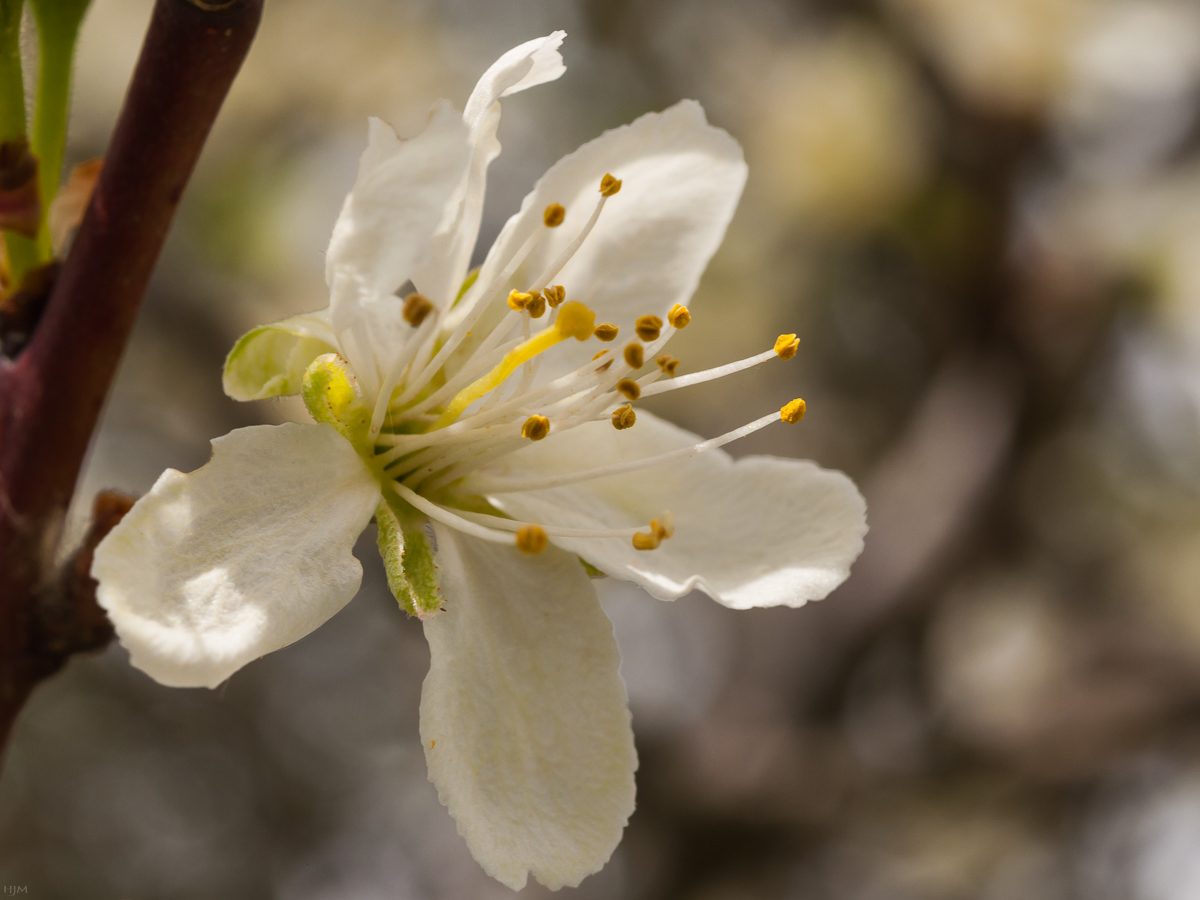 Weiße Blüte