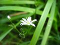 Weiße Blüte von Thilo Ha. 