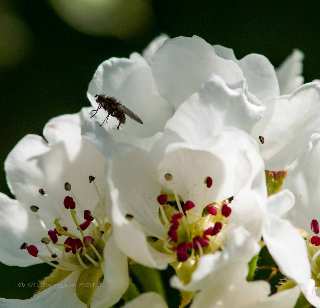 Weiße Blüte befleckt