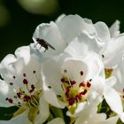 Weiße Blüte befleckt