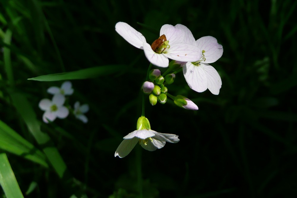 weiße blüte