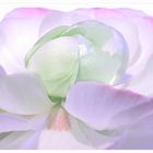 Weisse Blüte - Blume - Ranunkel