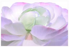 Weisse Blüte - Blume - Ranunkel