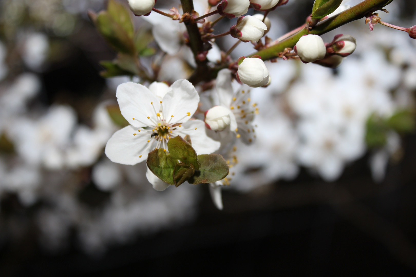 Weiße Blüte