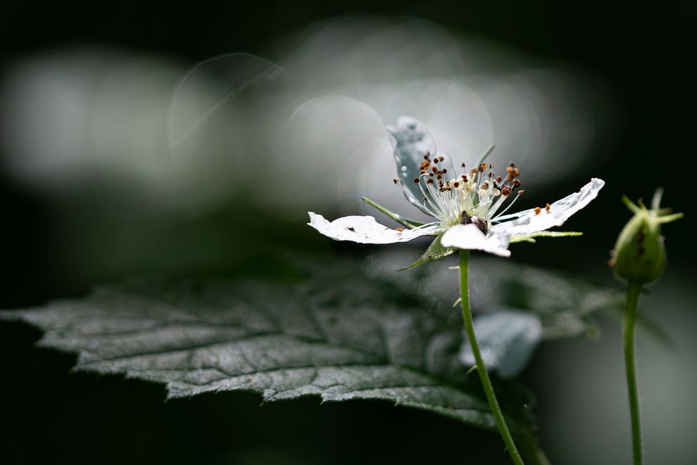 Weisse Blüte