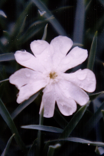 Weiße Blüte