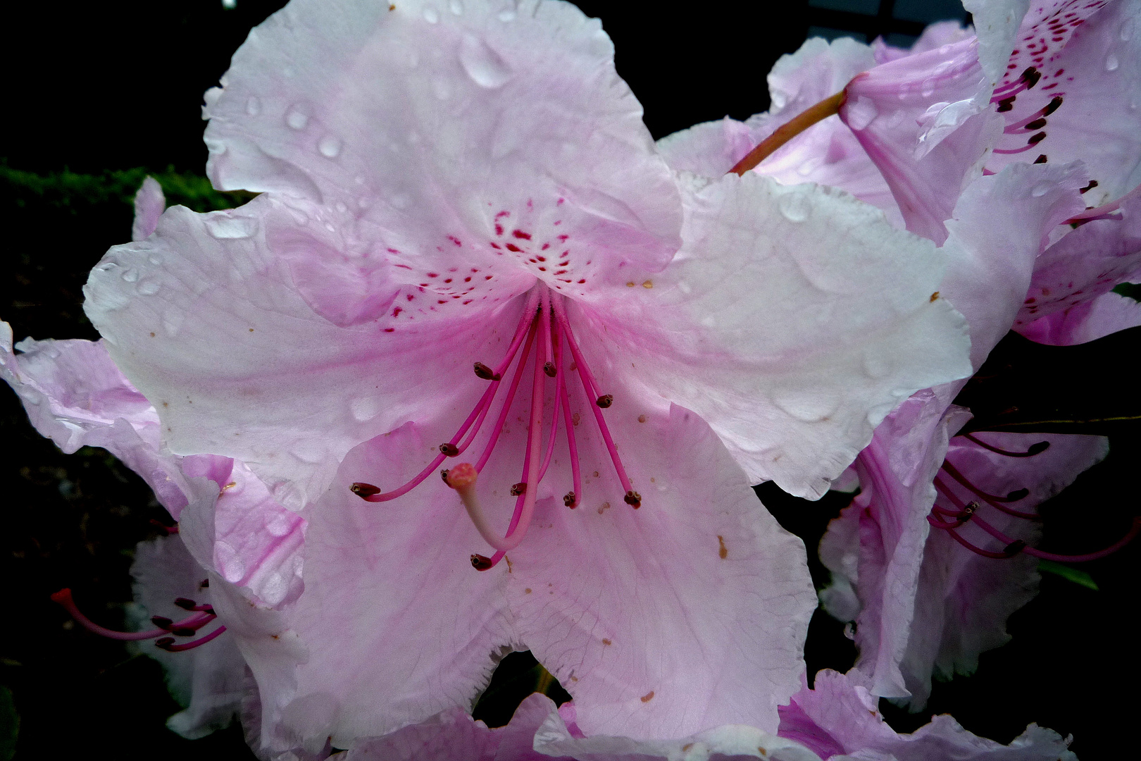 Weisse Blüte