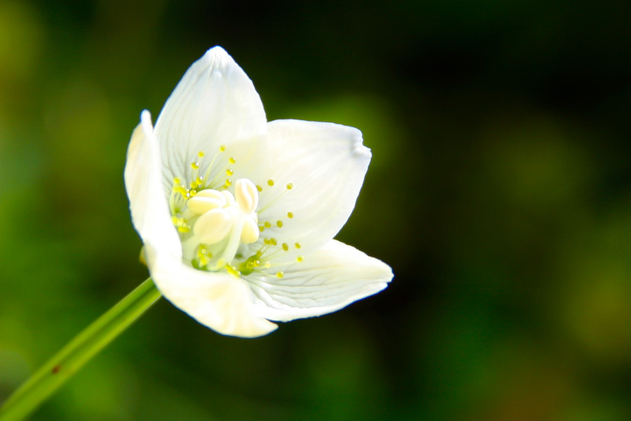 Weiße Blüte