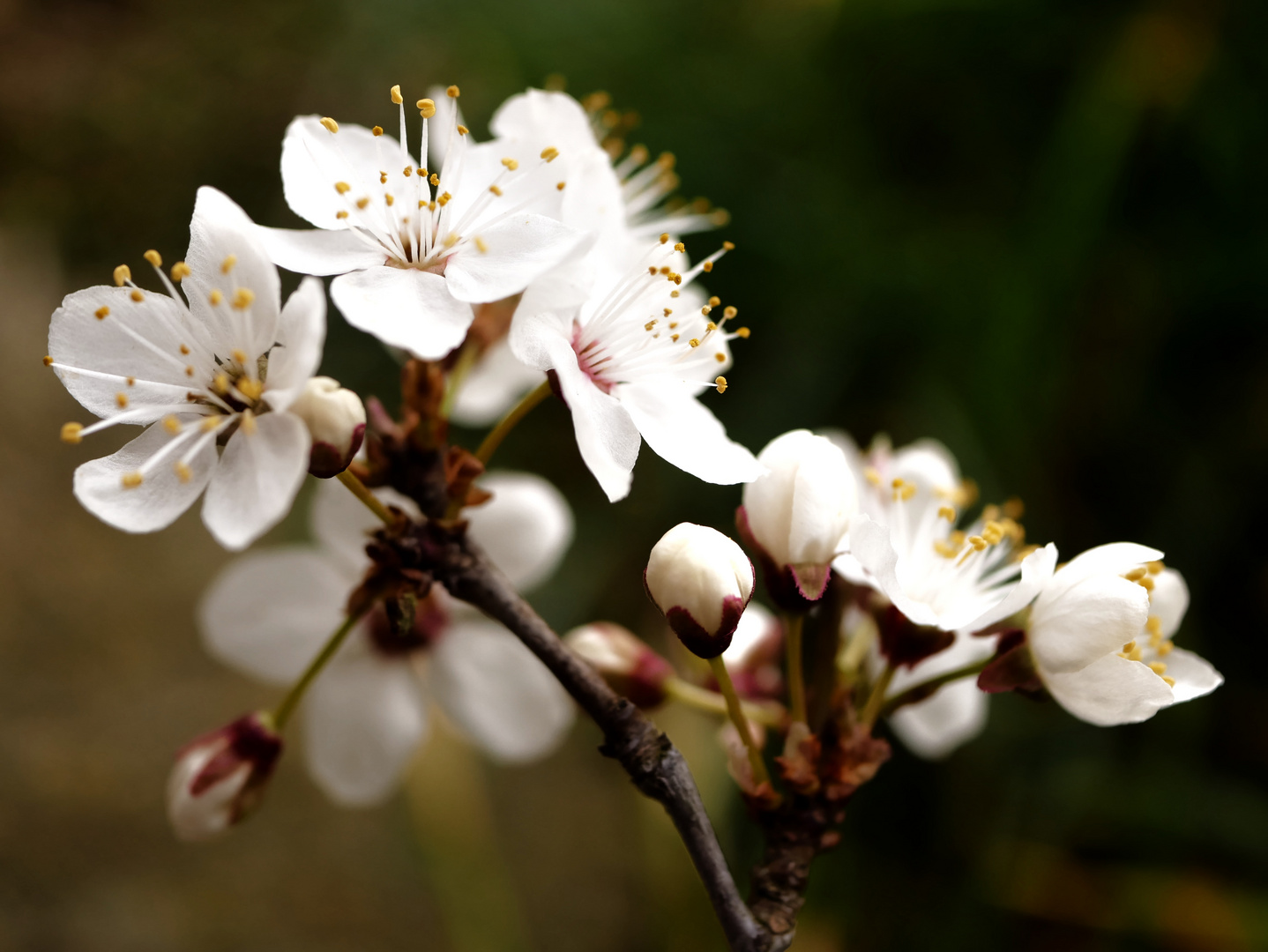 weiße Blüte der Schlehe