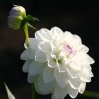 Weiße Blüte