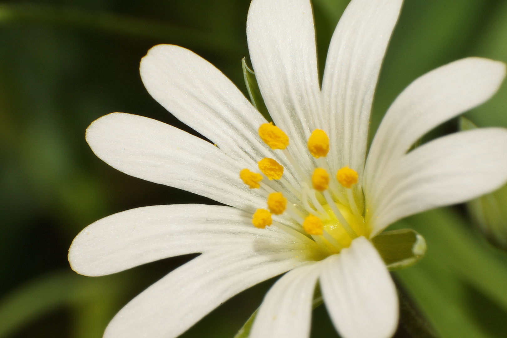 Weiße Blüte Foto & Bild pflanzen, pilze & flechten, blüten