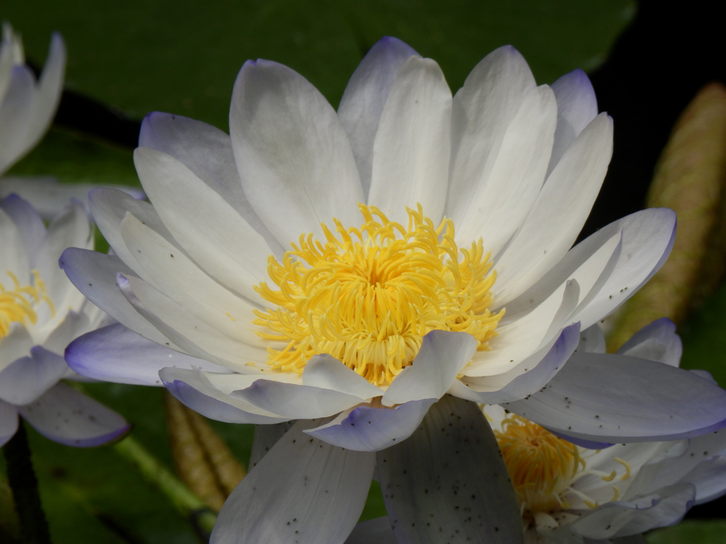 Weiße Blüte einer Riesen Seerose