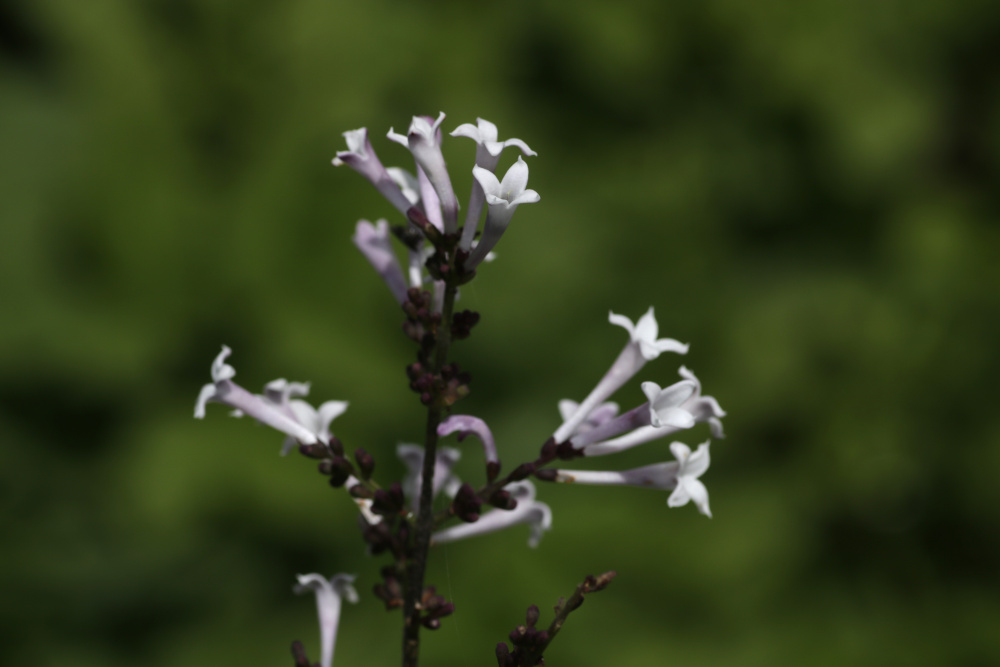 weiße Blüte eines Flieders