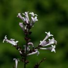 weiße Blüte eines Flieders