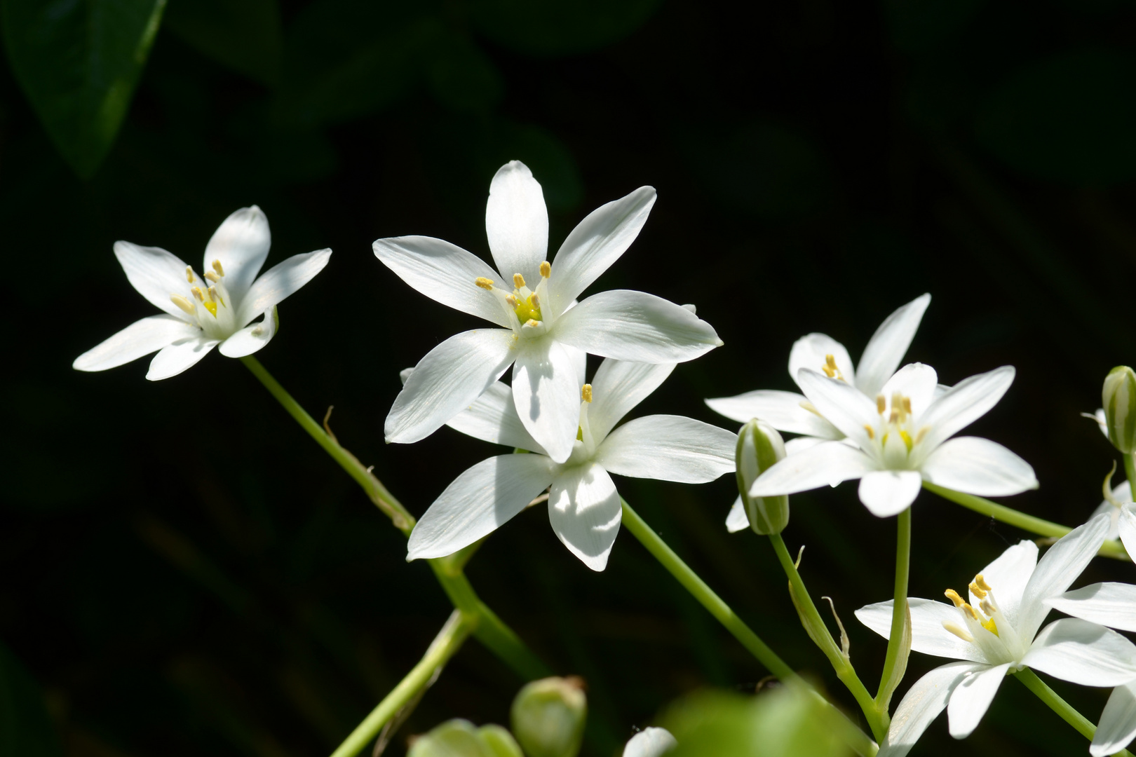 Weiße Blüte