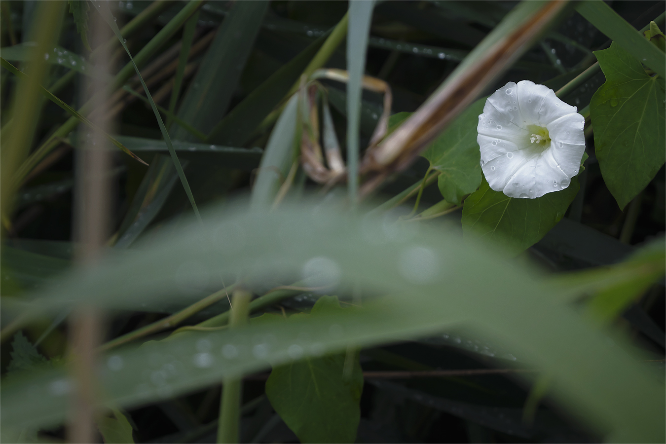 weiße Blüte