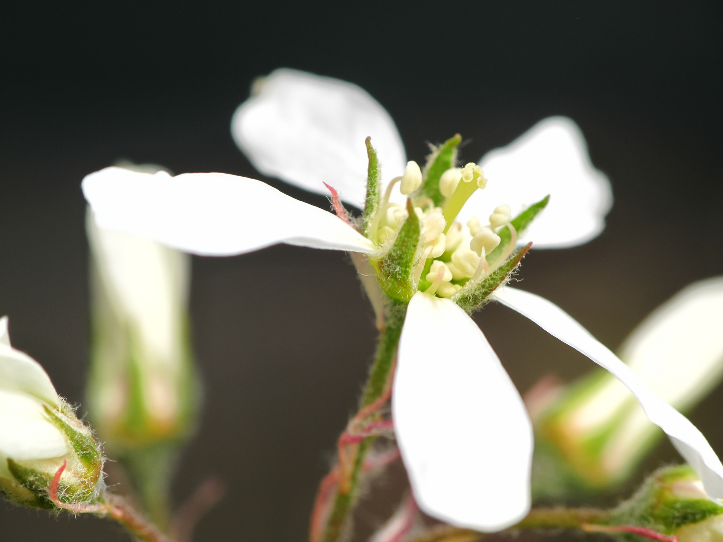 weiße Blüte