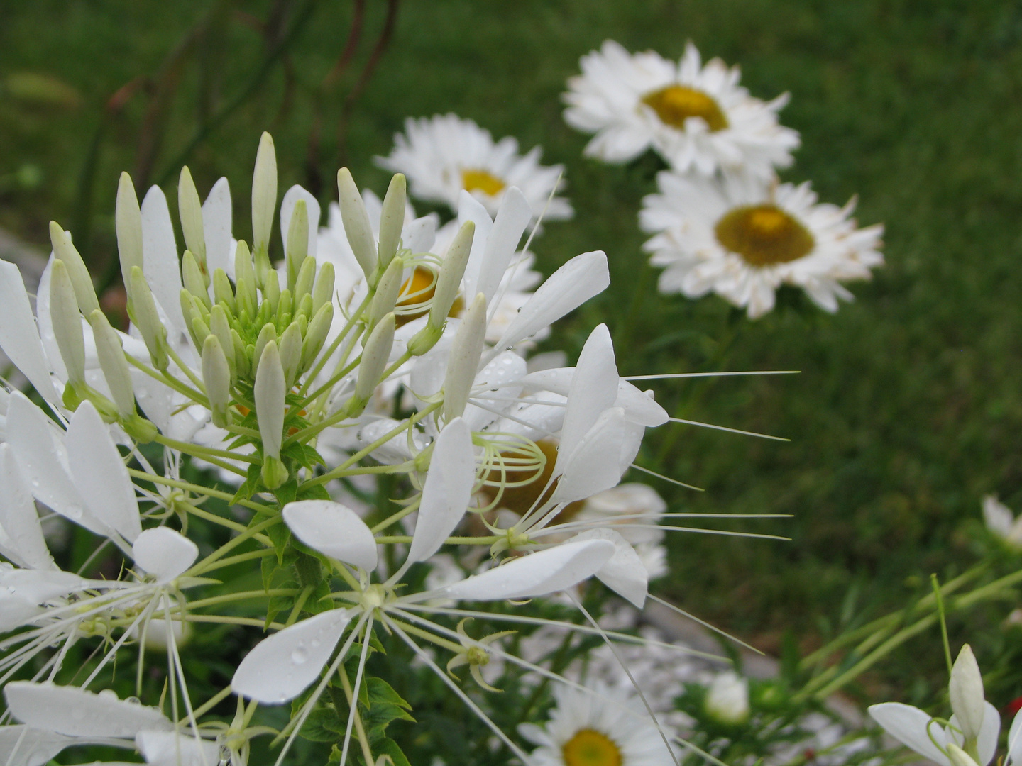 weiße Blüte