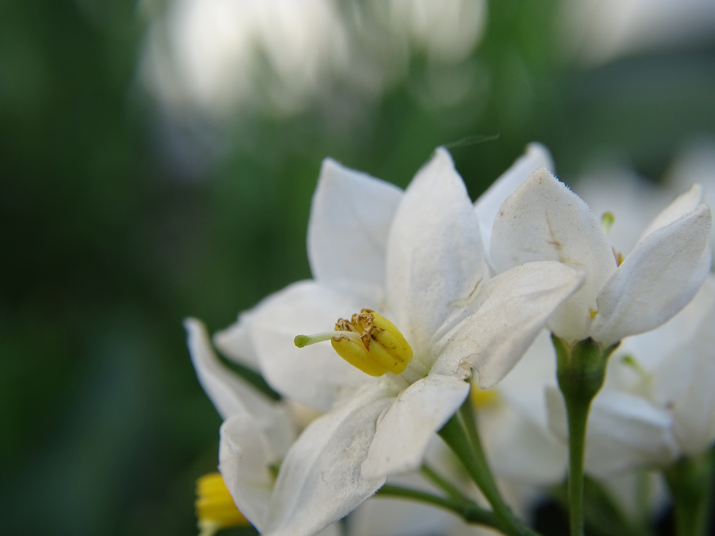 Weiße Blüte II