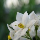 Weiße Blüte II