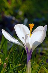 Weiße Blüte im Gegenlicht.