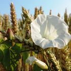 Weiße Blüte im Kornfeld ( 14.07.13 )