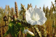 Weiße Blüte im Kornfeld ( 14.07.13 )