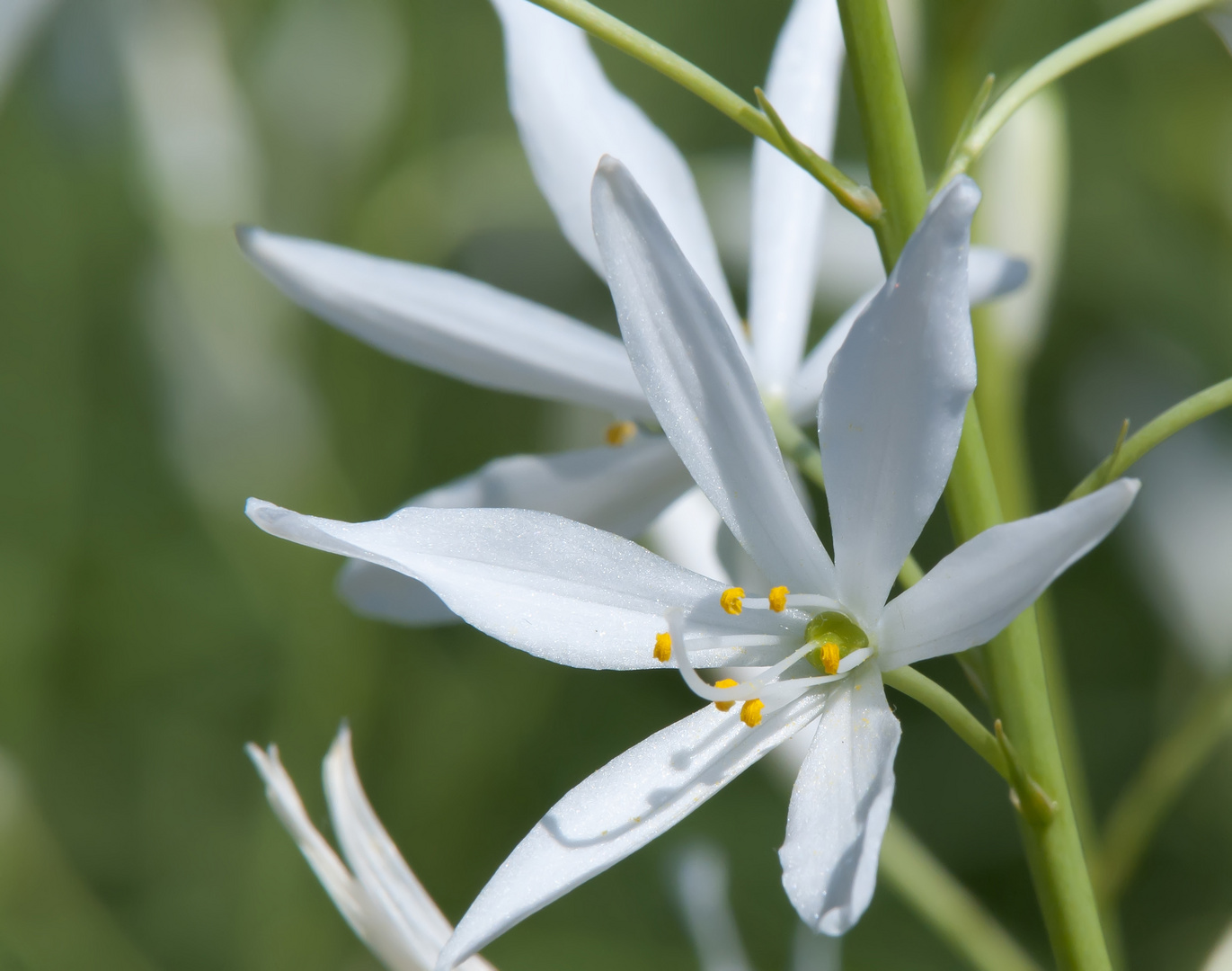 Weiße Blüte in der Sonne