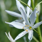 Weiße Blüte in der Sonne