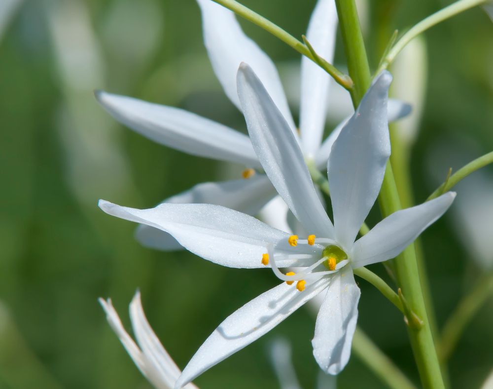 Weiße Blüte in der Sonne