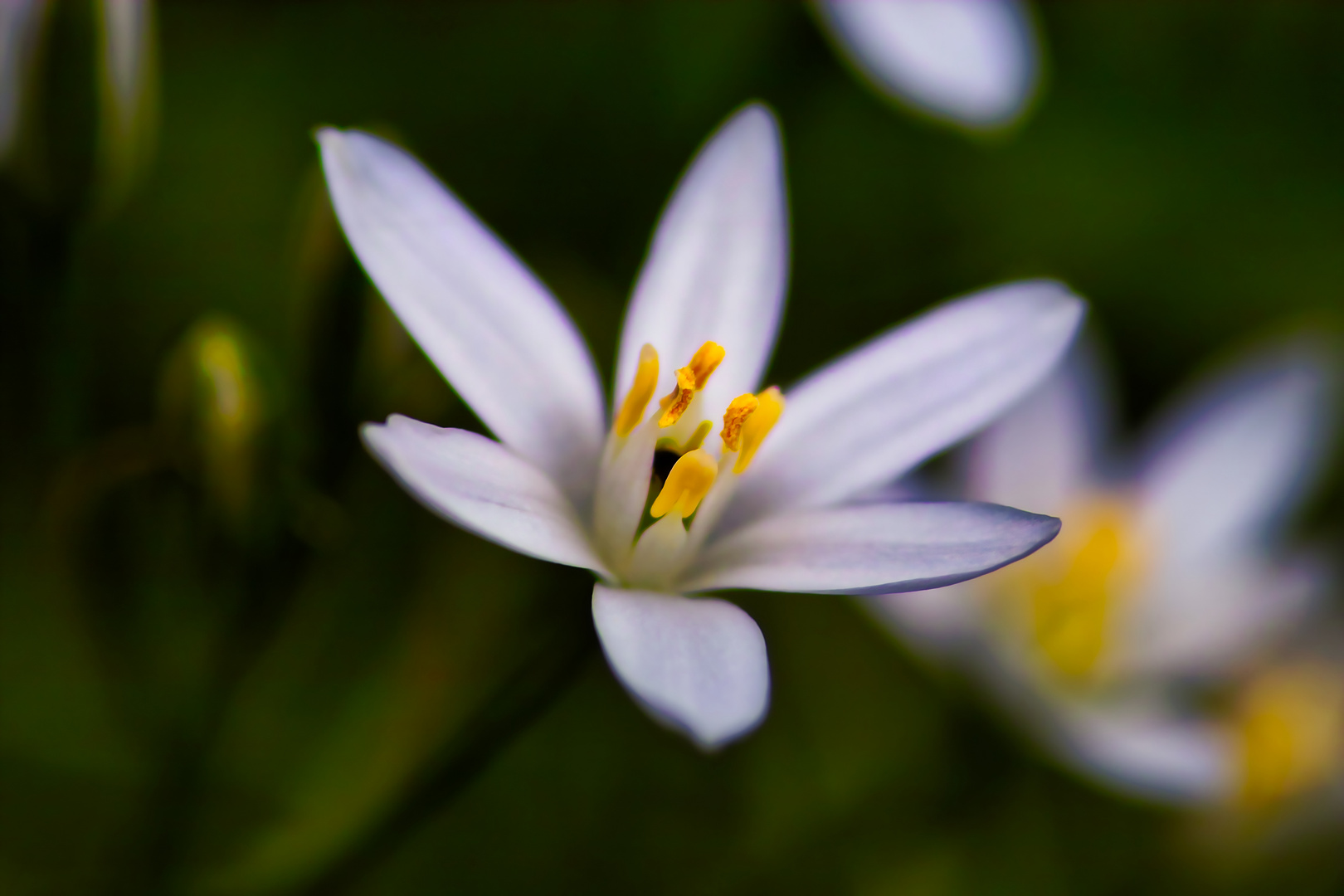 Weiße Blüte mit gelbem Stempel