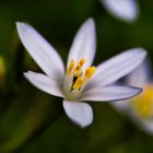 Weiße Blüte mit gelbem Stempel