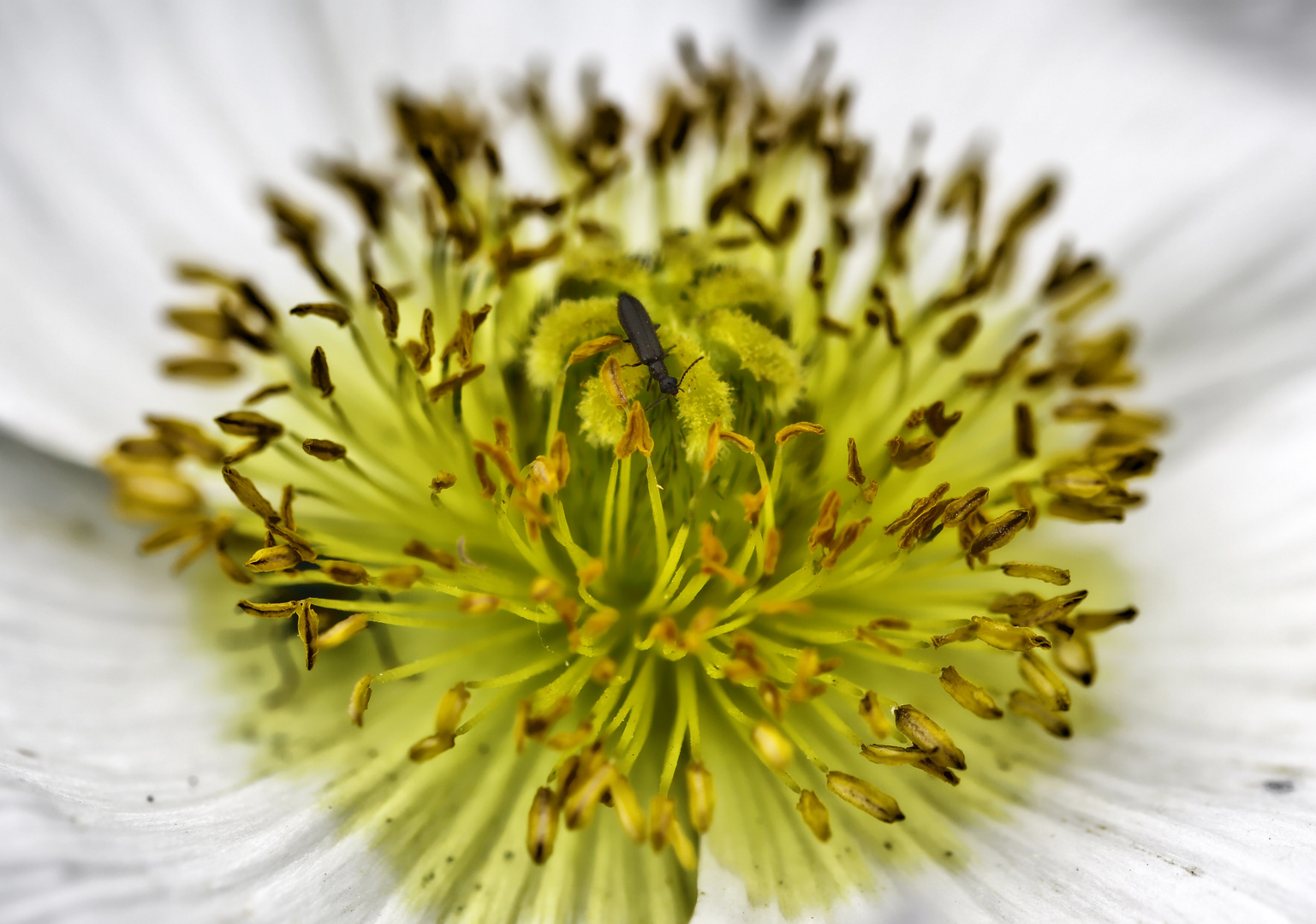 weiße Blüte mit schwarzem Insekt