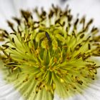 weiße Blüte mit schwarzem Insekt