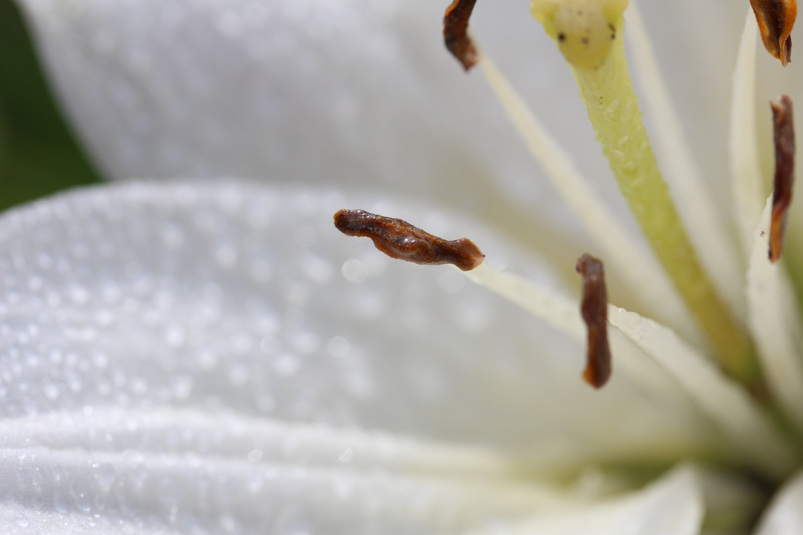 *Weiße Blüte mit Wassertropfen*