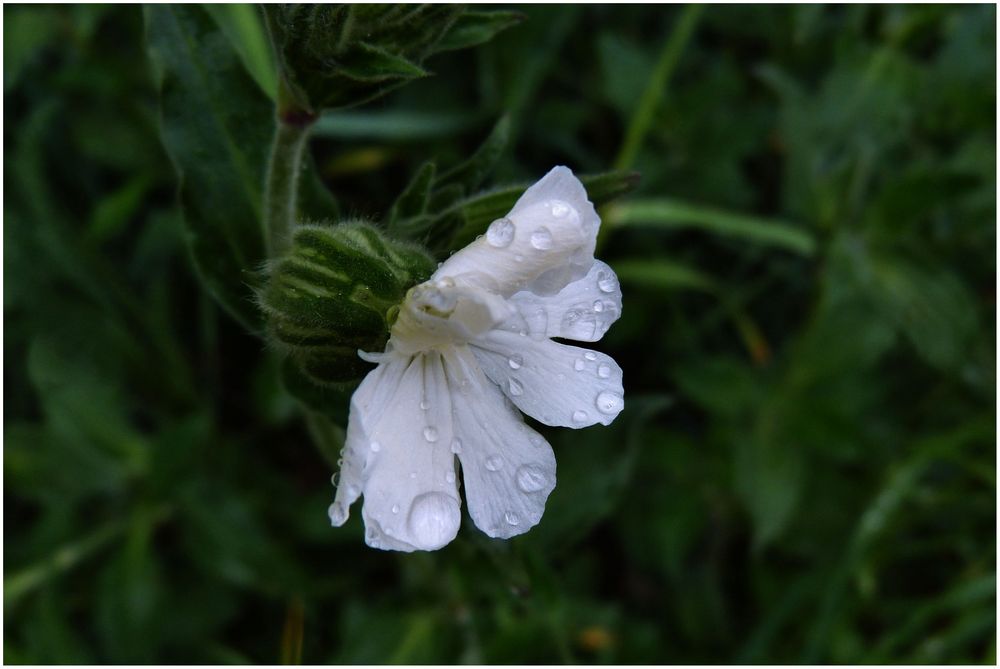 weiße-Blüte-Regen