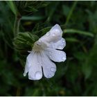 weiße-Blüte-Regen