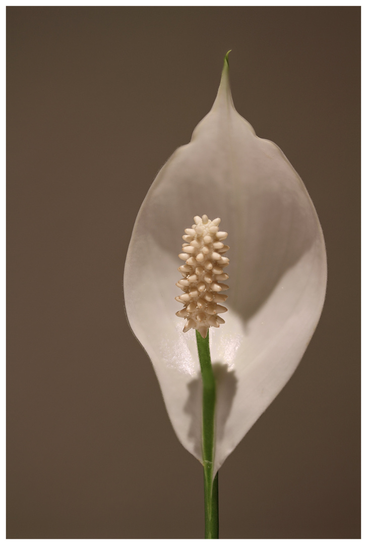 Weiße Blüte - Spathiphyllum wallisii